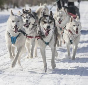 В гости к хаски