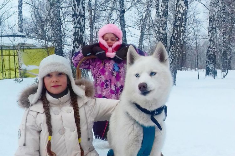 В гости к хаски