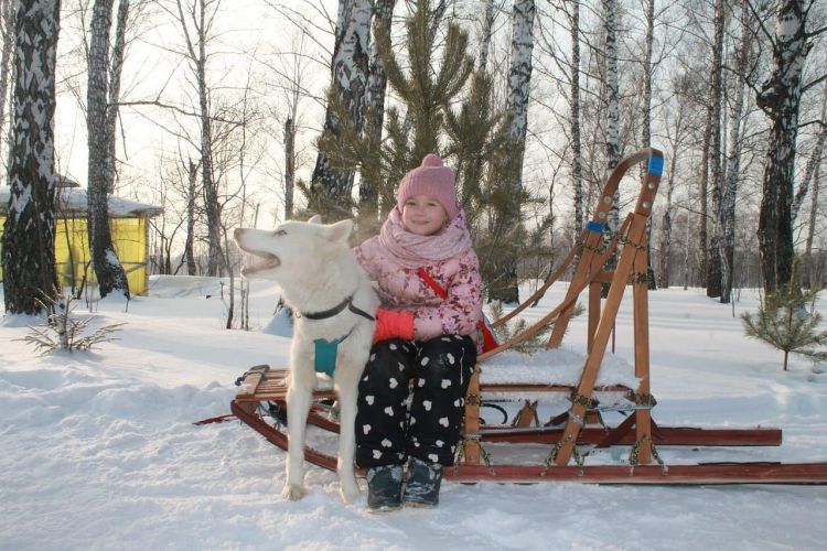 В гости к хаски